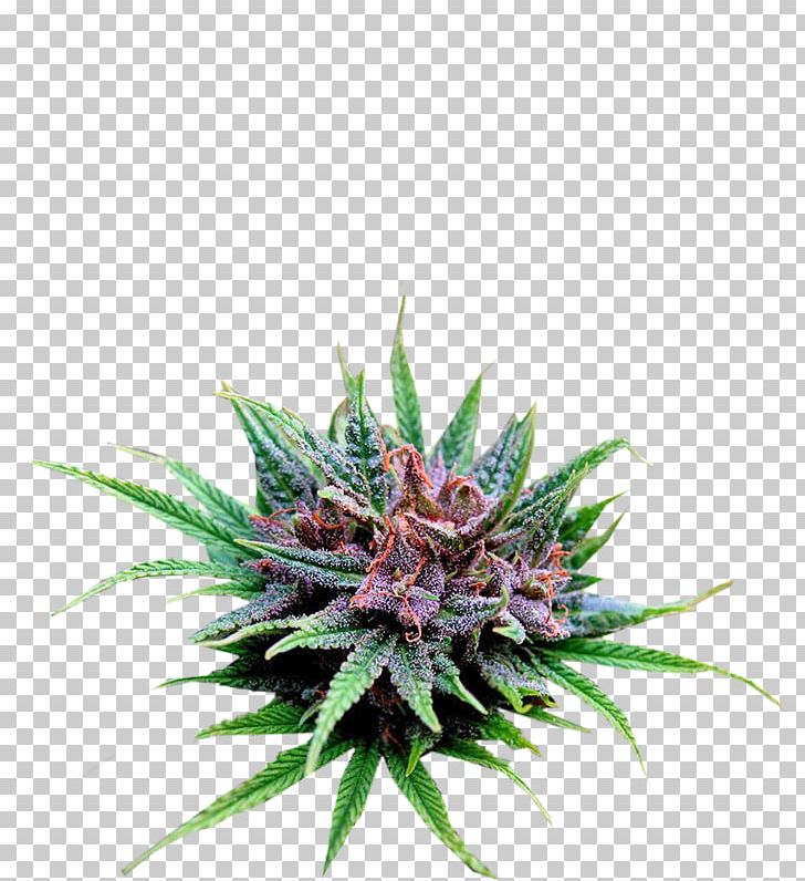 Hemp Cultivar Seed Crop Yield Greenhouse PNG, Clipart, Crop Yield, Cultivar, Girl, Greenhouse, Hemp Free PNG Download