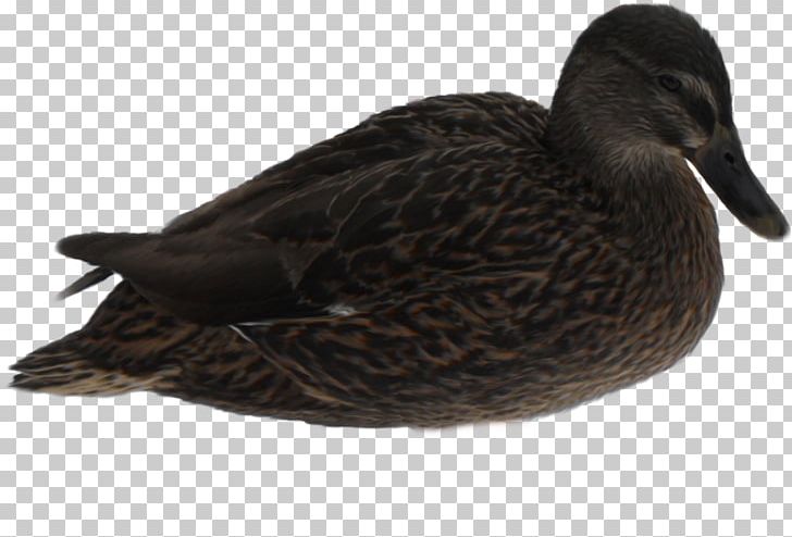 Mallard Duck Bird American Pekin Goose PNG, Clipart, American Pekin, Anatidae, Animal, Animals, Beak Free PNG Download