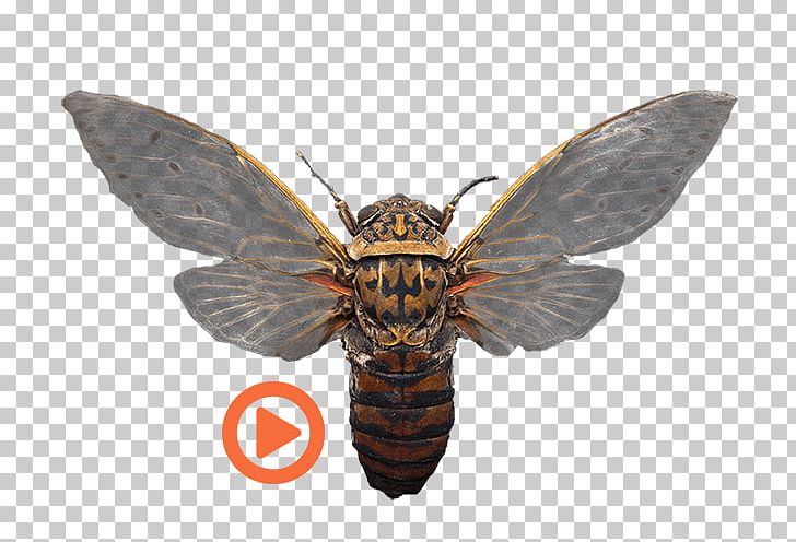 Rigsters 3D Scanning 3D Scanner Moth Photogrammetry 3D Computer Graphics PNG, Clipart, 3d Computer Graphics, 3d Scanner, Cicada, Cicadas, Copenhagen Free PNG Download