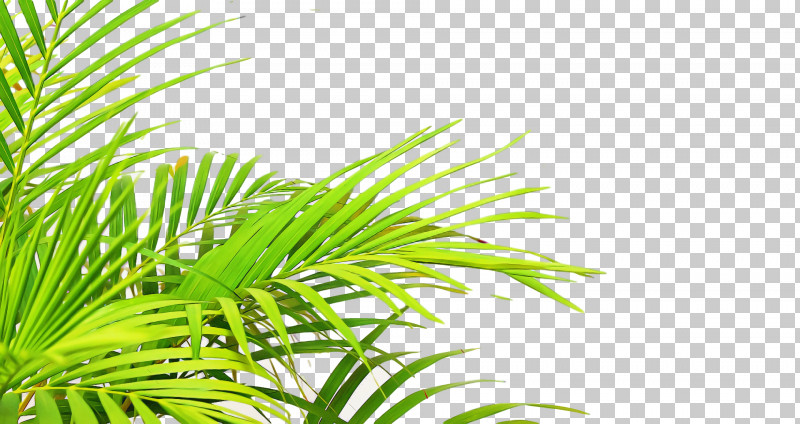 Palm Trees PNG, Clipart, Easter Lily, Ecoregion, Embryophyte, Flora, Grasses Free PNG Download