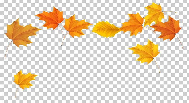 Autumn Leaf Color PNG, Clipart, Autumn, Autumn Leaf Color, Background, Clip Art, Color Free PNG Download