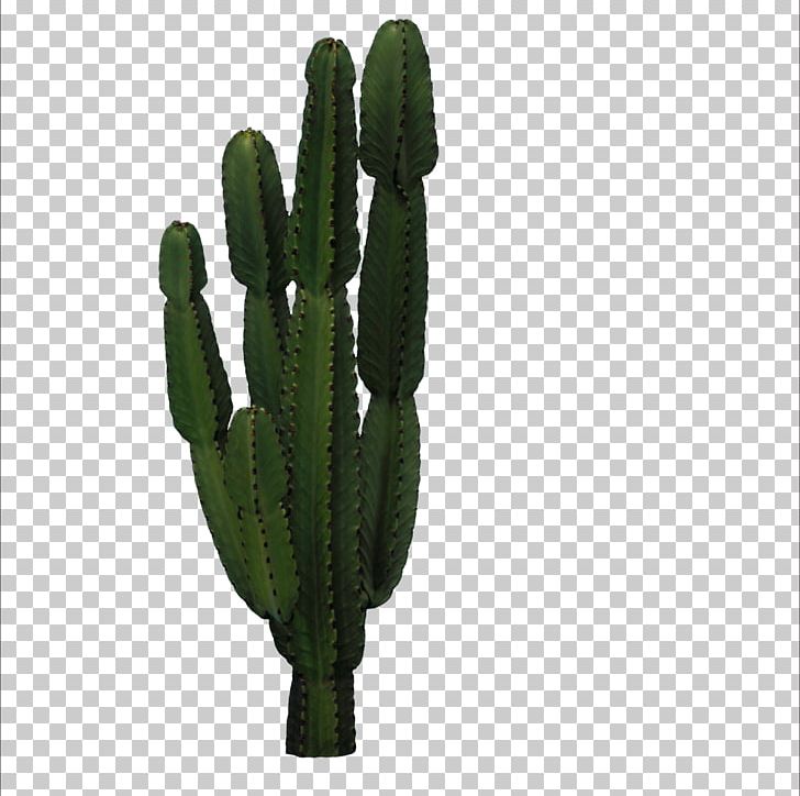 Cactaceae San Pedro Cactus Icon PNG, Clipart, Cactus, Cactus Cartoon, Cactus Flower, Cactus Watercolor, Cartoon Cactus Free PNG Download
