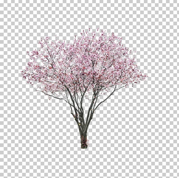 East Asian Cherry Portable Network Graphics Tree Blossom PNG, Clipart, Blossom, Branch, Cherry Blossom, Desktop Wallpaper, Drawing Free PNG Download