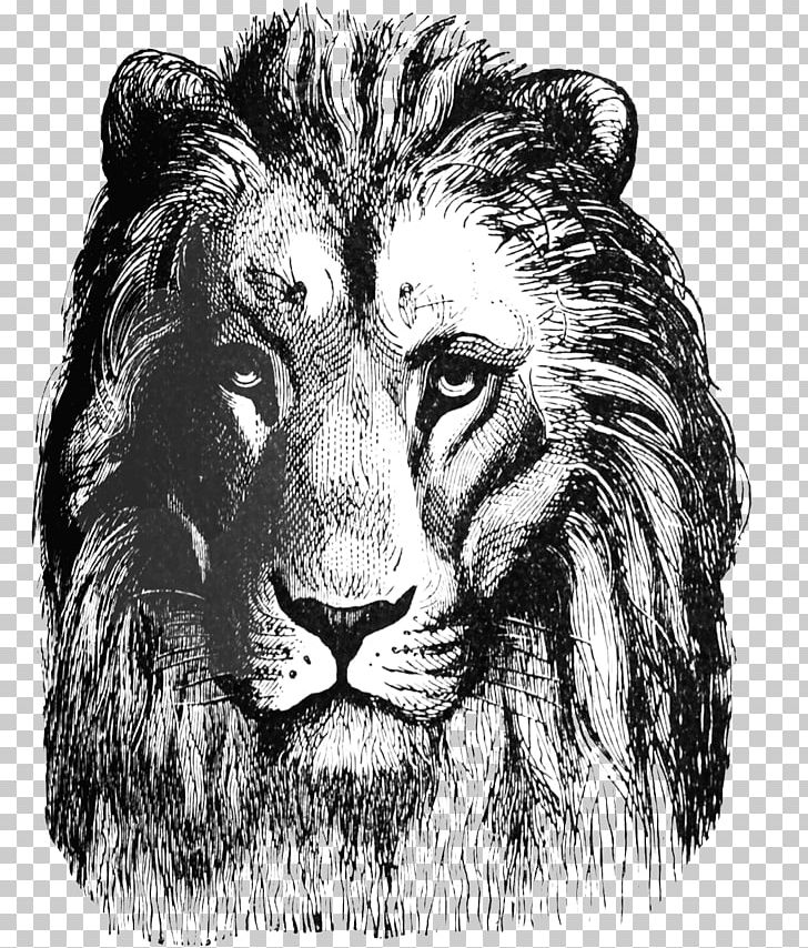 Lion Drawing Roar Art PNG, Clipart, Animals, Big Cats, Black And White, Carnivoran, Cat Like Mammal Free PNG Download