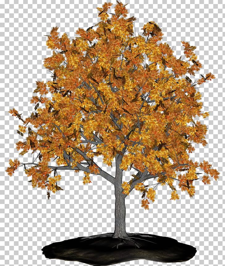 Tree Branch Sweetgums Maple Aastarõngad PNG, Clipart, Autumn, Branch, Deciduous, Flower, Flower Garden Free PNG Download
