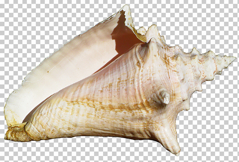 Conch Conch Shankha Shell Cockle PNG, Clipart, Bivalve, Clam, Cockle, Conch, Musical Instrument Free PNG Download