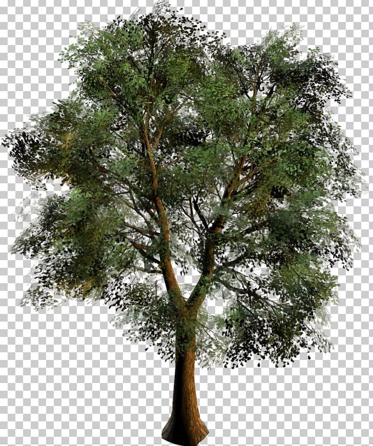 Branch Oak Mangifera Indica Tree Bonsai PNG, Clipart, Agac, Agaclar, Agac Resimleri, Bonsai, Bonsai Tree Free PNG Download