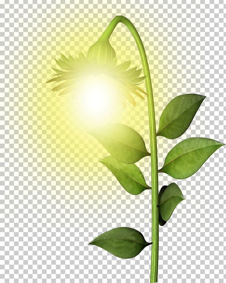 Flower Painting Leaf Still Life Plant Stem PNG, Clipart, Alterna, Alternative Medicine, Computer, Computer Wallpaper, Desktop Wallpaper Free PNG Download