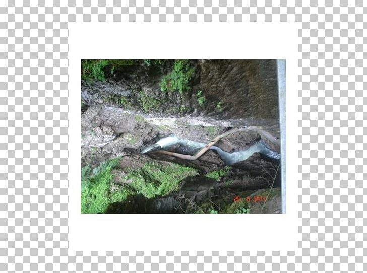 Reptile Breitachklamm Ecosystem Fauna Tree PNG, Clipart, Auf Der Klamm, Breitachklamm, Ecosystem, Fauna, Grass Free PNG Download