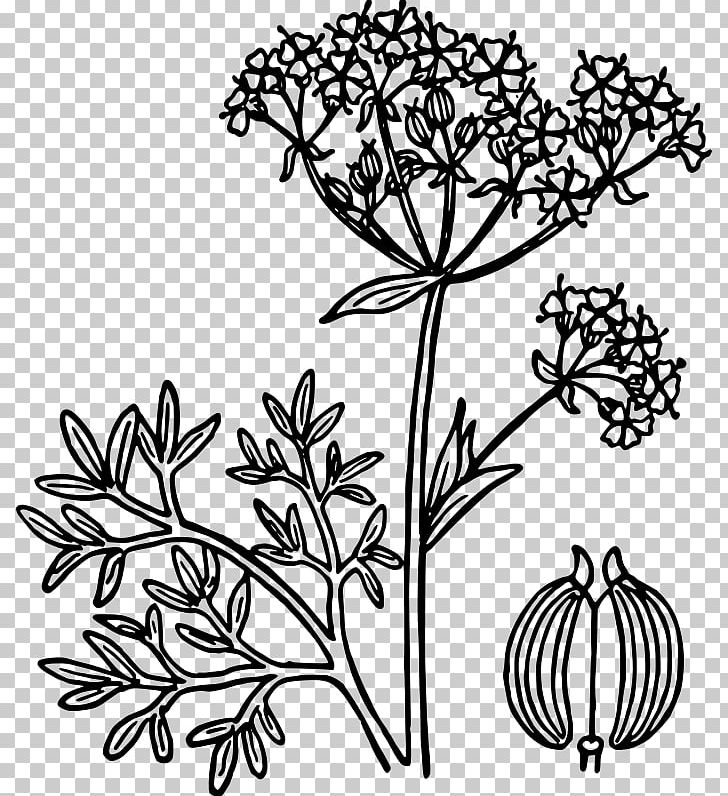 Star Anise PNG, Clipart, Anise, Art, Black And White, Branch, Cut Flowers Free PNG Download