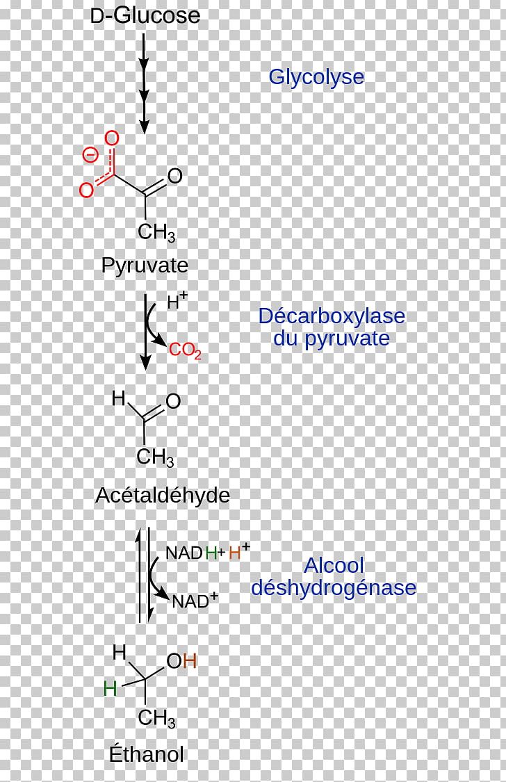 Ethanol Fermentation Glycolysis Alcohol PNG, Clipart, Alcool, Anaerobic Organism, Angle, Area, Carbohydrate Free PNG Download