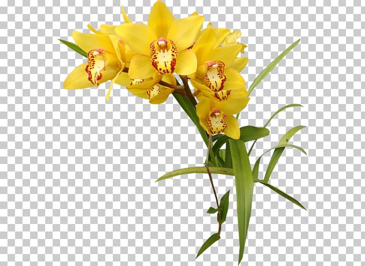 Orchids Yellow PNG, Clipart, Cattleya, Color, Computer Software, Cut Flowers, Flower Free PNG Download
