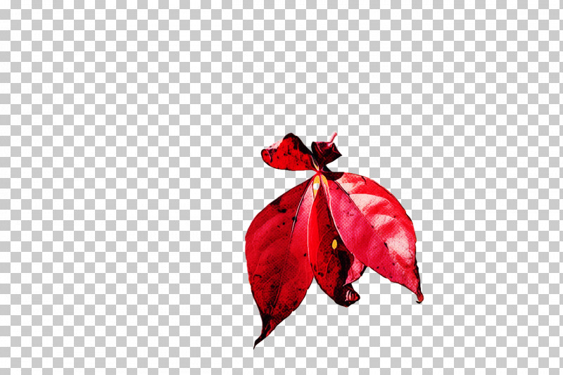 Leaf Petal Red Flower Plant Structure PNG, Clipart, Biology, Flower, Leaf, Petal, Plants Free PNG Download