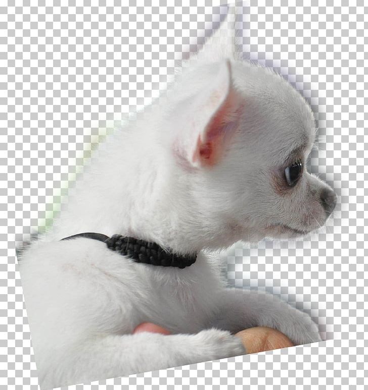Chihuahua Puppy Dog Breed Companion Dog Toy Dog PNG, Clipart,  Free PNG Download