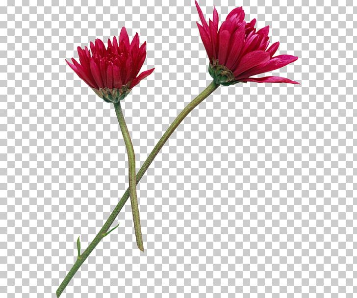 Common Daisy Flower Oxeye Daisy Petal PNG, Clipart, Annual Plant, Aster, Chamomile, Chrysanthemum, Chrysanths Free PNG Download