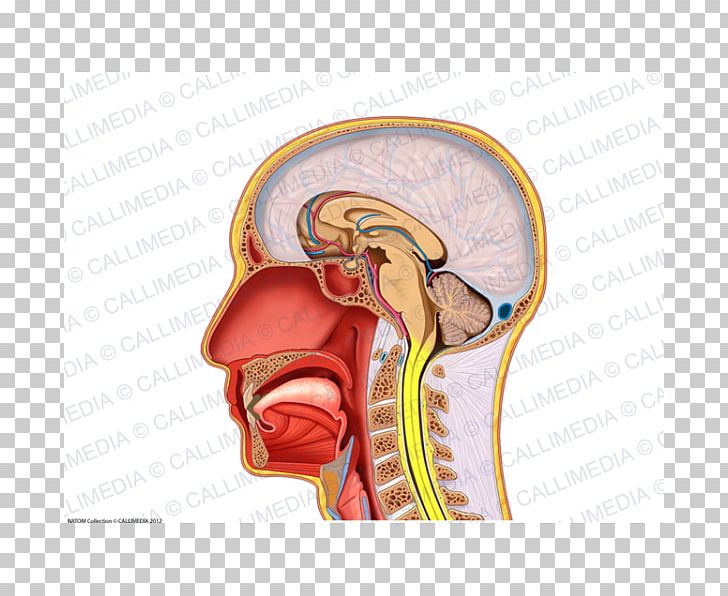 Ear Head Skull Neck Sagittal Plane PNG, Clipart, Anatomical Terms Of Location, Axial Skeleton, Ear, Head, Head And Neck Cancer Free PNG Download