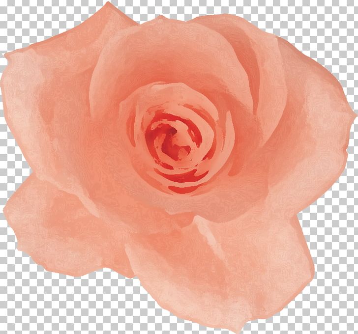 Garden Roses Cabbage Rose Floribunda Petal Cut Flowers PNG, Clipart, Closeup, Closeup, Cut Flowers, Floribunda, Flower Free PNG Download