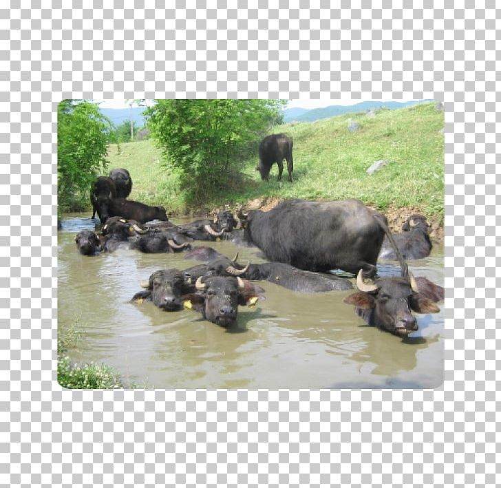 Water Buffalo National Park Herd American Bison PNG, Clipart, American Bison, Animal, Buffalo Burger, Cattle Like Mammal, Fauna Free PNG Download