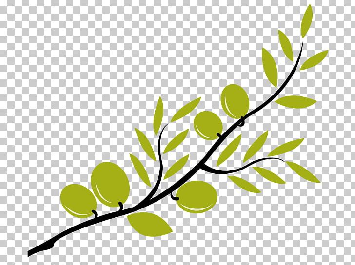 Olive Branch Mediterranean Cuisine PNG, Clipart, Branch, Clip Art, Download, Drawing, Flora Free PNG Download
