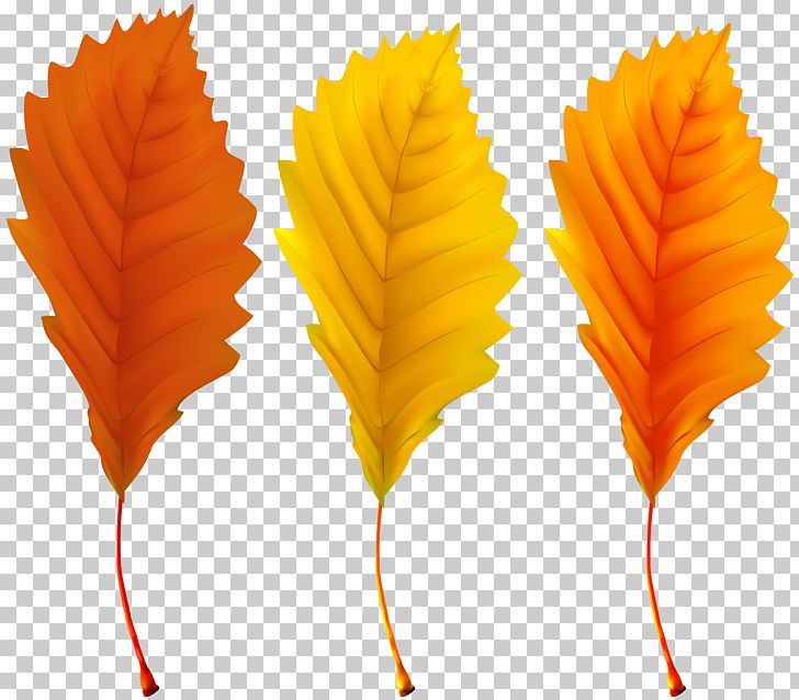 Autumn Leaf Color PNG, Clipart, Art, Autumn, Autumn Leaf Color, Autumn Leaves, Clipart Free PNG Download
