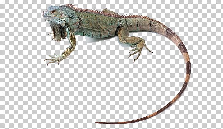 Green Iguana Lizard Reptile Chameleons Common Iguanas PNG, Clipart, Agama, Agamidae, Animal, Animals, Animation Free PNG Download