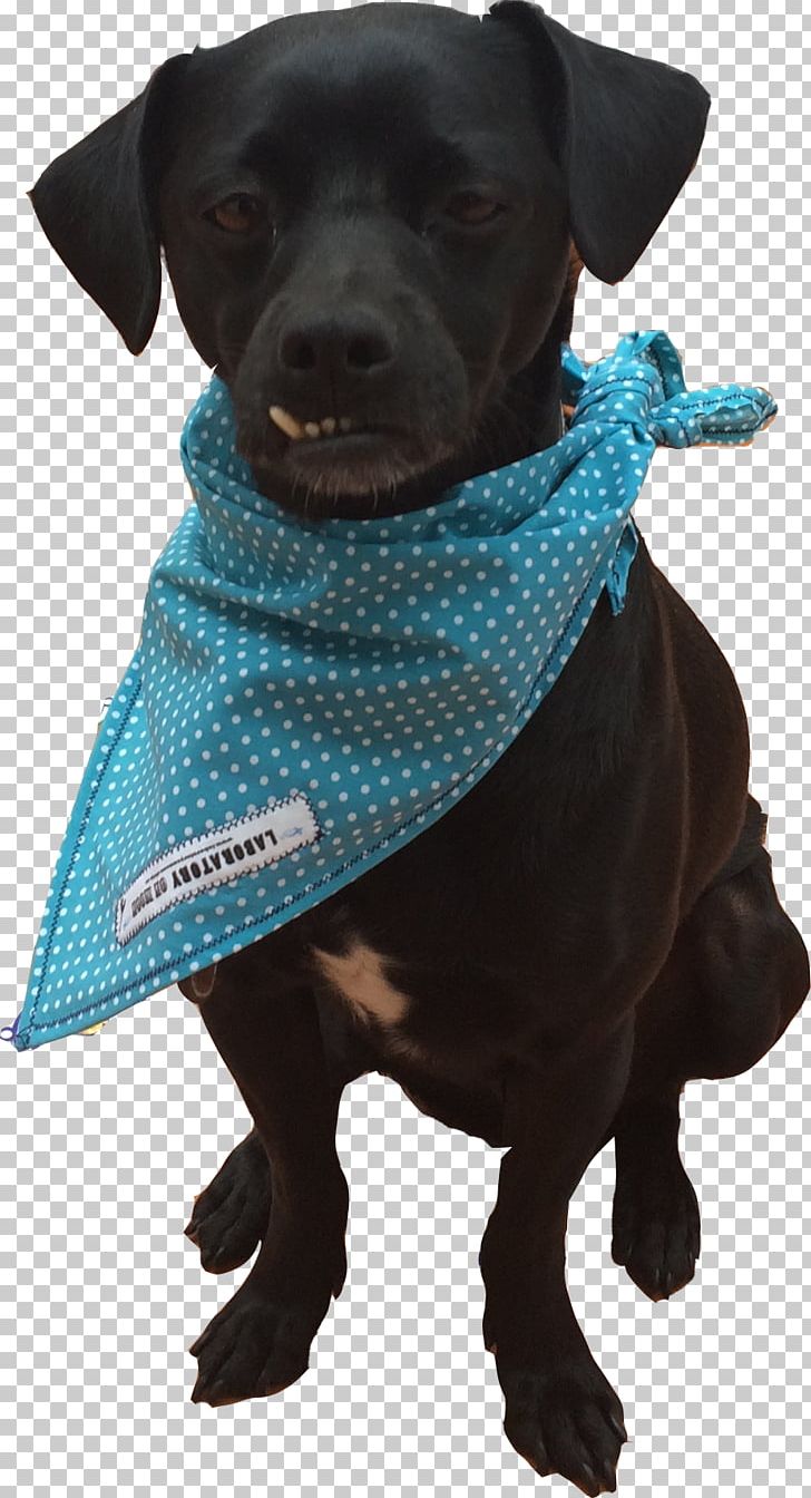 Labrador Retriever Patterdale Terrier Puppy Dog Breed Dog Clothes PNG, Clipart, Animals, Bandana, Breed, Clothing, Collar Free PNG Download