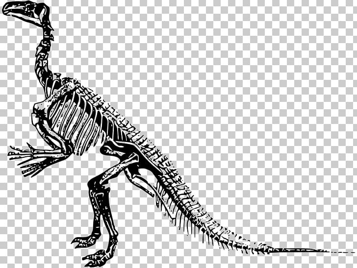 Dinosaur Spinosaurus Triceratops Velociraptor T-shirt PNG, Clipart, Black And White, Carnivoran, Dinosaur, Drawing, Extinction Free PNG Download