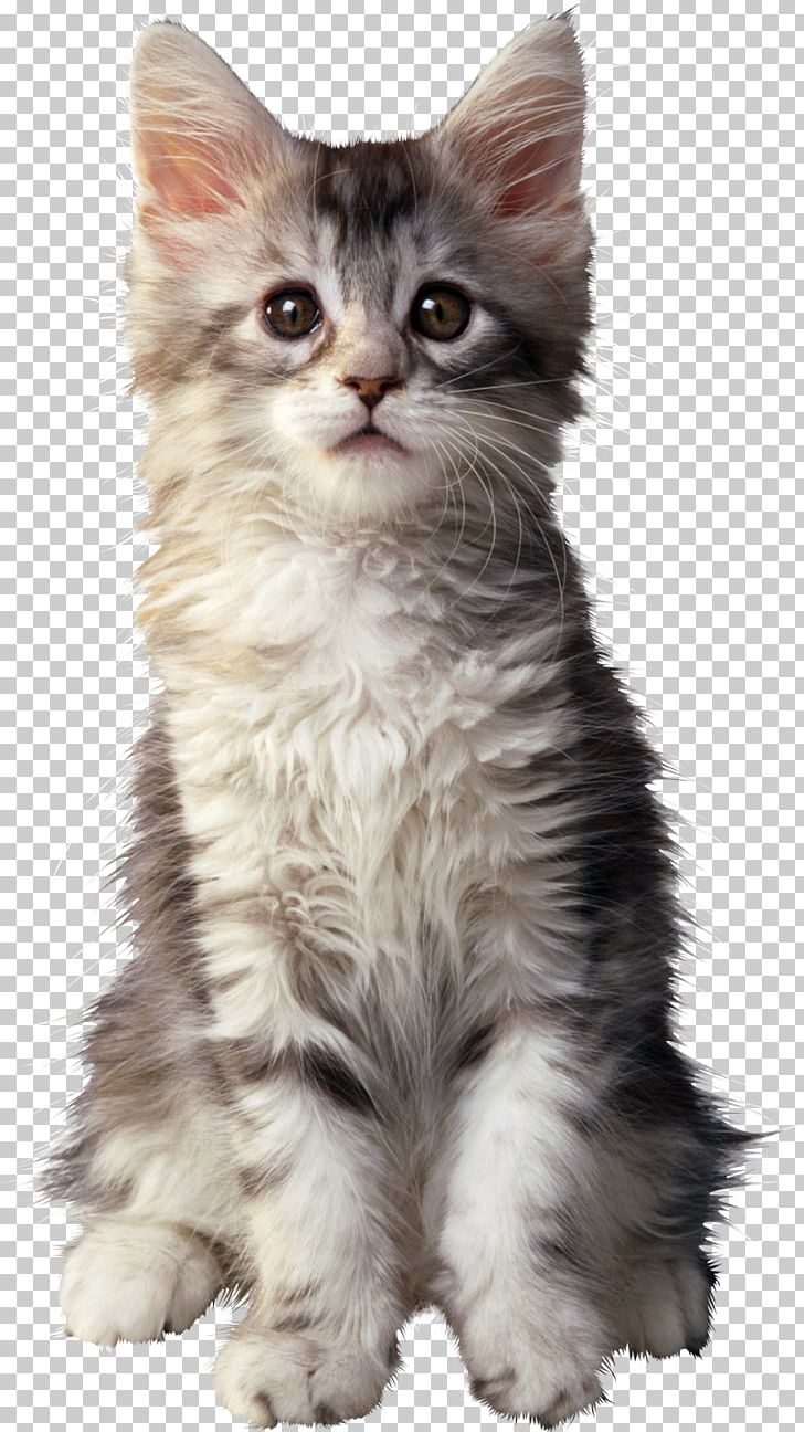 Kitten Siberian Cat Portable Network Graphics Siamese Cat Pixie-bob PNG, Clipart, Animal, Animals, Carnivoran, Cat Like Mammal, Mammal Free PNG Download