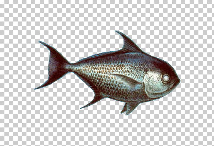 Milkfish Pomfret Pampus Argenteus Seafood Watch PNG, Clipart, 500 X, Animals, Arctic Char, Bony Fish, Common Sole Free PNG Download