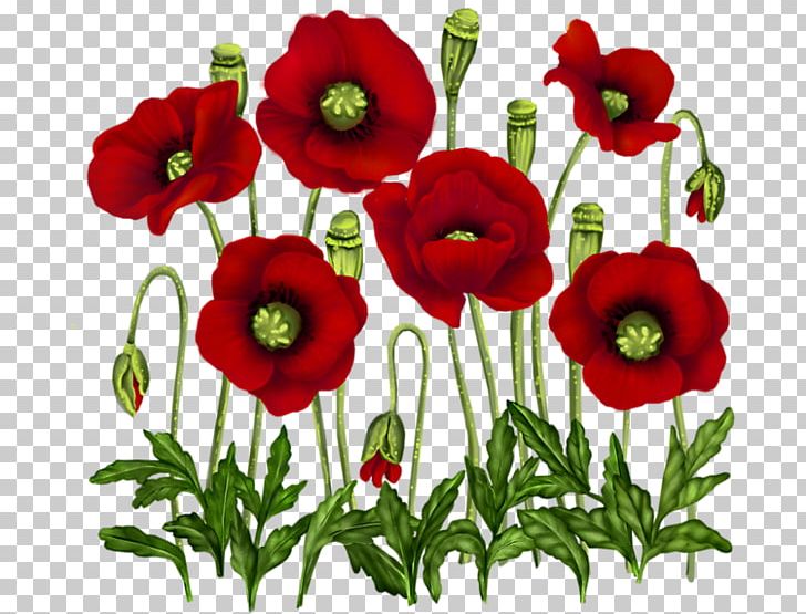 Poppy Vase With Red Poppies Flower Painting PNG, Clipart, Anemone, Annual Plant, Common Poppy, Coquelicot, Cushion Free PNG Download