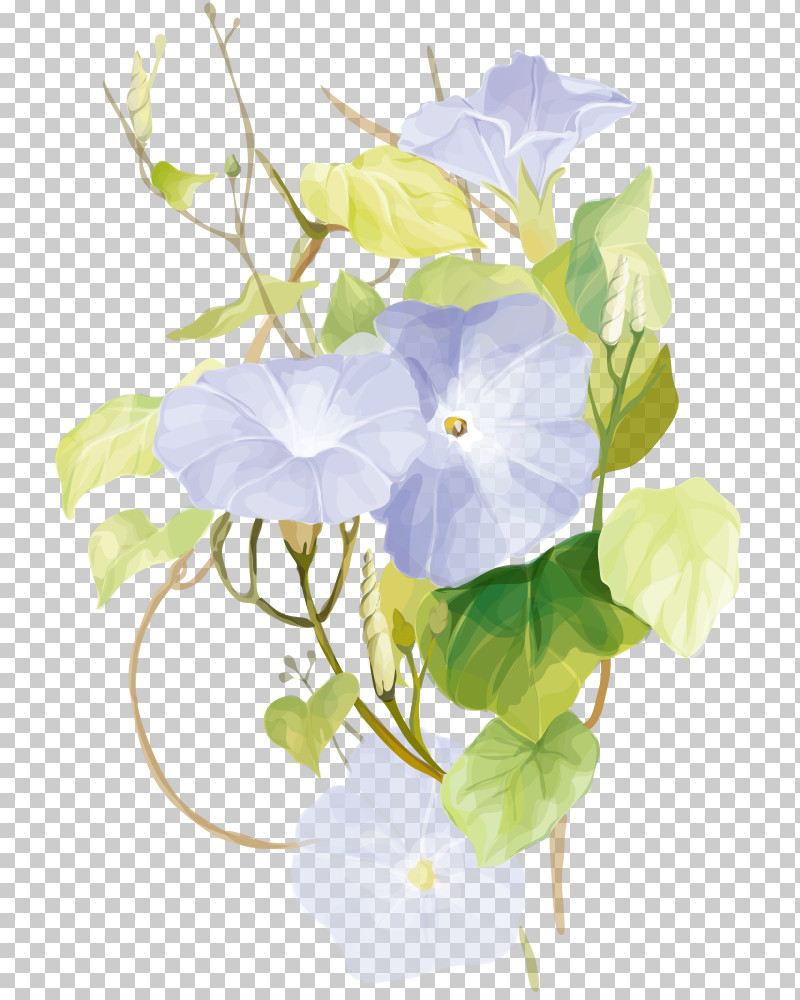 Flower White Petal Plant Morning Glory PNG, Clipart, Anthurium, Beach Moonflower, Bouquet, Cut Flowers, Flower Free PNG Download