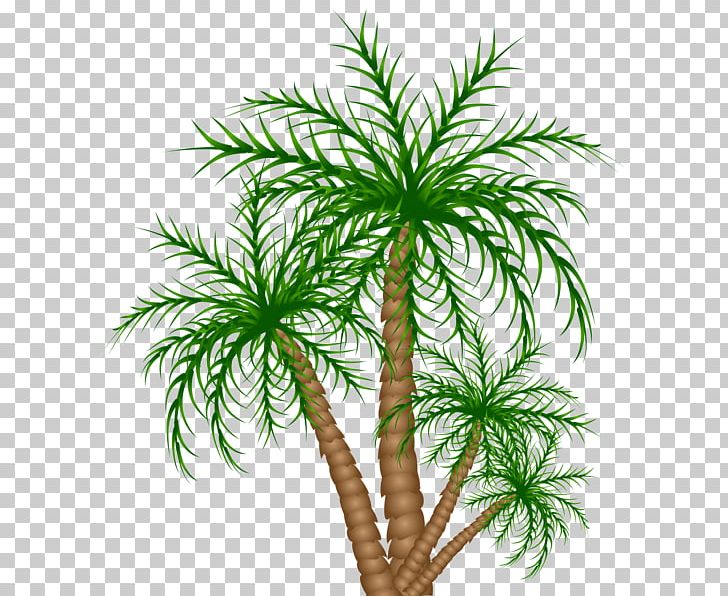 Asian Palmyra Palm Flowerpot Date Palm Houseplant Evergreen PNG, Clipart, Arecaceae, Arecales, Asian Palmyra Palm, Borassus, Borassus Flabellifer Free PNG Download