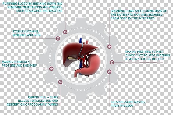 Liver Failure Human Body Organ Cirrhosis PNG, Clipart, Blood, Cirrhosis, Diagram, Digestion, Gallbladder Free PNG Download