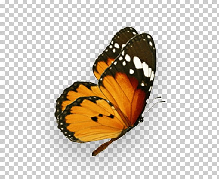 Monarch Butterfly Pieridae Photography PNG, Clipart, Arthropod, Brush Footed Butterfly, Butterflies And Moths, Butterfly, Climate Bond Free PNG Download