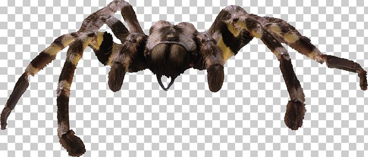 Spider Silk Tarantula Spider Web PNG, Clipart, Animal Figure, Arachnid, Arthropod, Goliath Birdeater, Information Free PNG Download