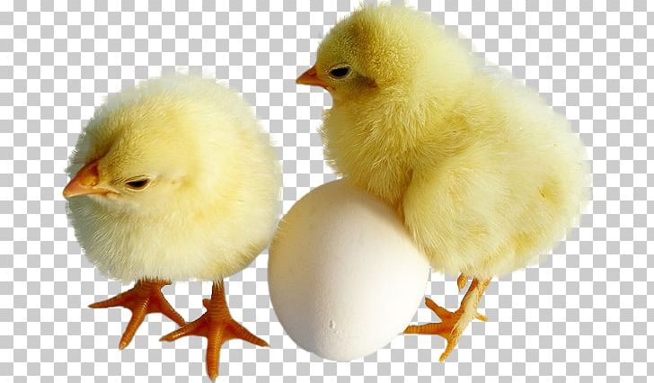 Chicken Kifaranga Egg PNG, Clipart, Animals, Beak, Bird, Chicken, Chicken Egg Free PNG Download