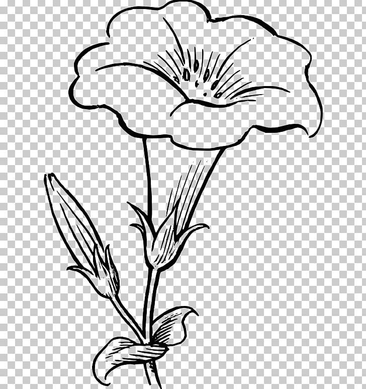Flower Drawing Black And White PNG, Clipart, Artwork, Black And White, Cut Flowers, Drawing, Flora Free PNG Download