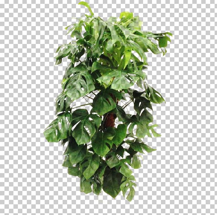 Flowerpot Leaf Houseplant Tree PNG, Clipart, Flowerpot, Houseplant, Leaf, Philodendron, Plant Free PNG Download