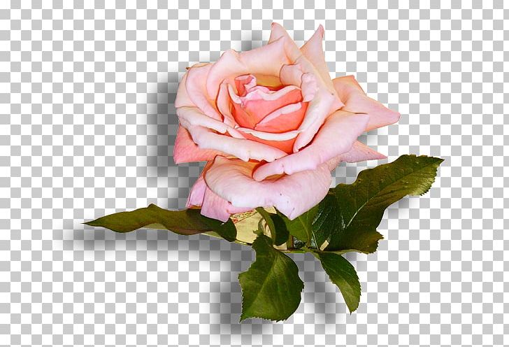 Garden Roses Cabbage Rose Floribunda Floral Design Cut Flowers PNG, Clipart, China Rose, Chinese Cuisine, Closeup, Cut Flowers, Floral Design Free PNG Download