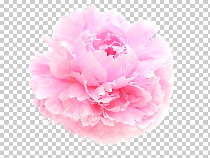 Peony Vase Flower PNG, Clipart, Art, Artist, Carnation, Cut Flowers, Flower Free PNG Download