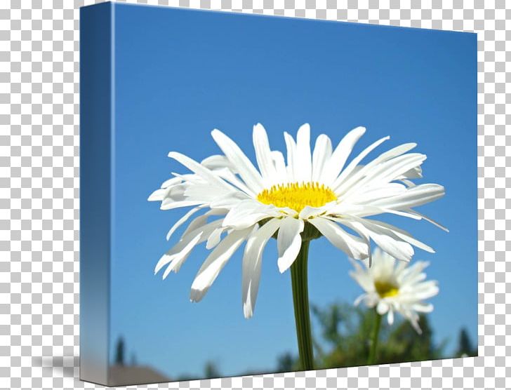 Common Daisy Fine Art Printmaking Floral Design PNG, Clipart, Art, Aster, Chrysanths, Common Daisy, Computer Wallpaper Free PNG Download