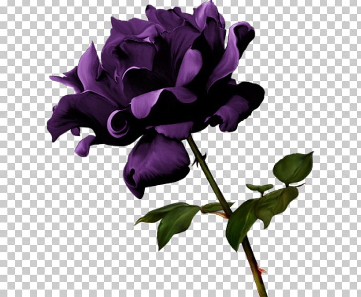 Garden Roses Violet Flower PNG, Clipart, Color, Cut Flowers, Data Compression, Devil, Download Free PNG Download
