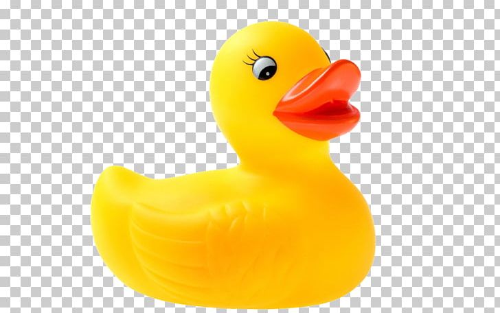 Little Yellow Duck Project Rubber Duck Toy PNG, Clipart, Animals, Beak, Bird, Child, Cute Animal Free PNG Download
