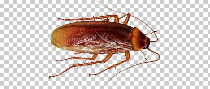 American Cockroach Insect PNG, Clipart, American Cockroach, Animals, Arthropod, Clip Art, Cockroach Free PNG Download