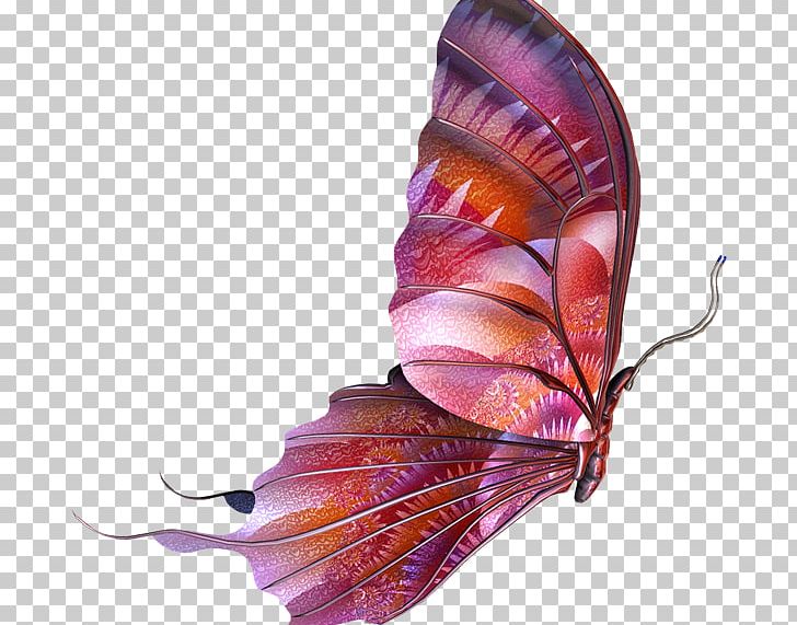 Butterfly Photography PNG, Clipart, Blue Butterfly, Butterflies, Butterflies And Moths, Butterfly, Butterfly Group Free PNG Download