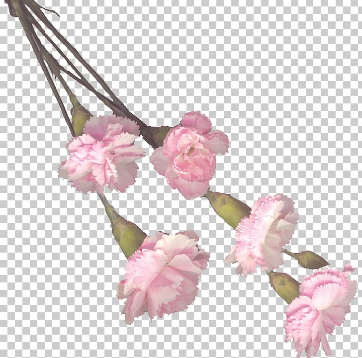 Cut Flowers Plant Stem Petal ST.AU.150 MIN.V.UNC.NR AD PNG, Clipart, Blossom, Branch, Carnation, Cherry Blossom, Child Free PNG Download