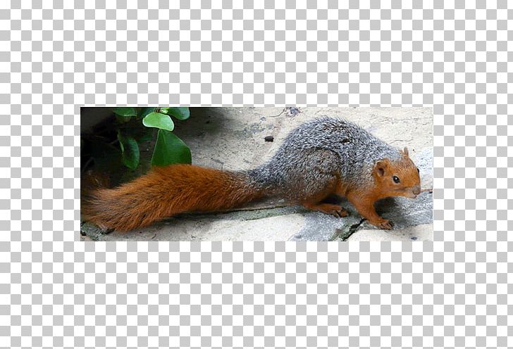 Fox Squirrel Rodent Red-cheeked Squirrel Callosciurus PNG, Clipart, Animals, Centimeter, Family, Fauna, Fox Squirrel Free PNG Download