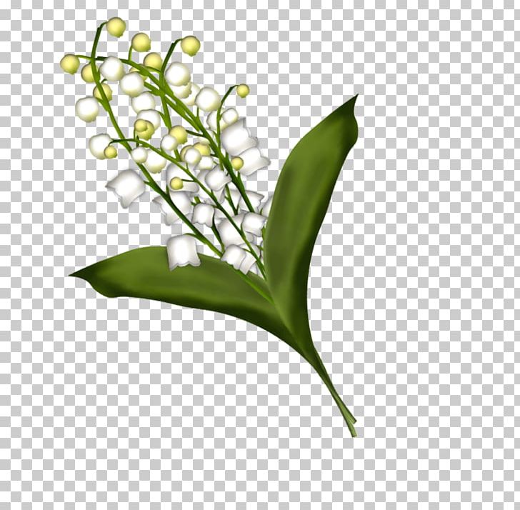 Lily Of The Valley PNG, Clipart, Ayan, Cicekler, Cicek Resimleri, Drawing, Dvd Ripper Free PNG Download