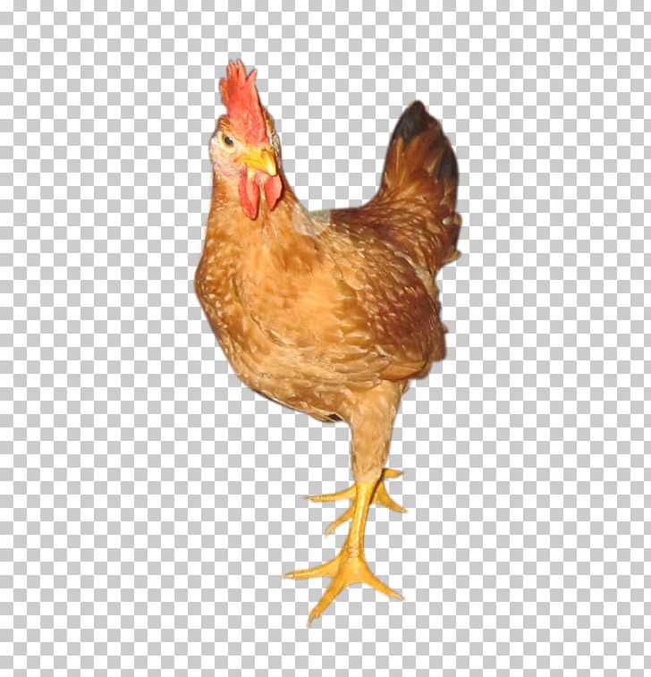 Rooster Kien Chicken Broiler Gà Ta Lai White-faced Black Spanish PNG, Clipart, Beak, Bird, Broiler, Chicken, Chicken As Food Free PNG Download