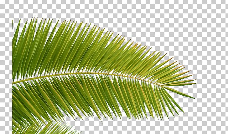 Arecaceae Coconut Leaf PNG, Clipart, Adobe Illustrator, Arecaceae, Arecales, Autumn Leaves, Banana Leaves Free PNG Download